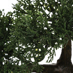 Φυτό σε γλάστρα Green18 35x32x34εκ
