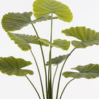 Διακοσμητικό φυτό σε γλάστρα Alocasia Inart πράσινο Φ90x120εκ